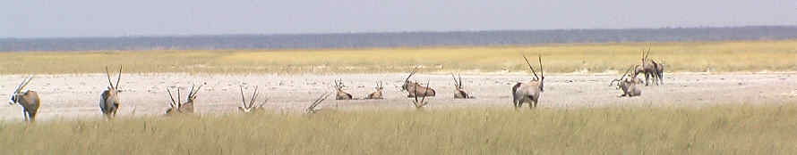 Oryx- Panorama