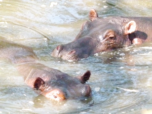 Hippo Pool
